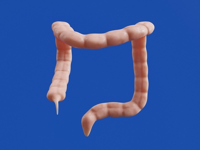 Enchytraeids (potworms)