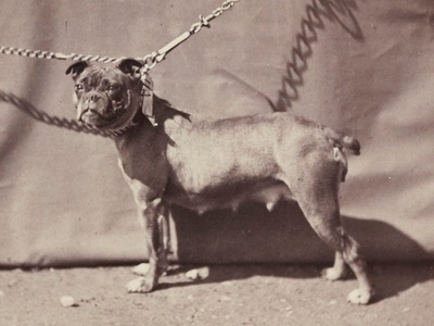 English Bulldog