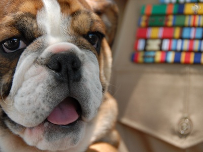 English Bulldog