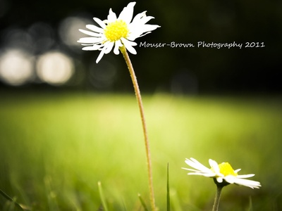 English Daisy