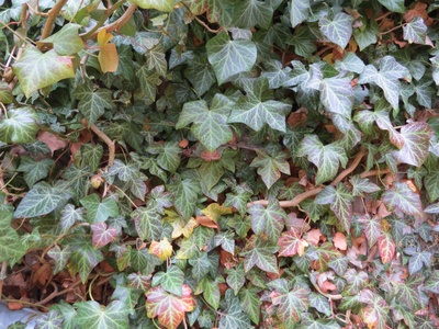 English Ivy