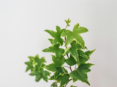 English ivy