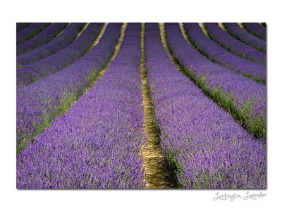 English Lavender