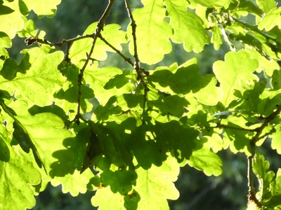English oak