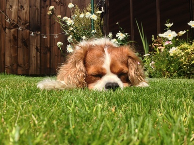 English Toy Spaniel