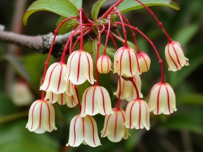 Enkianthus pauciflorus
