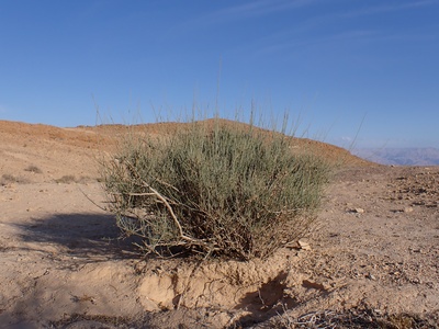 Ephedra