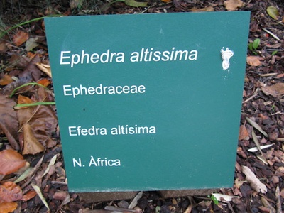 Ephedra