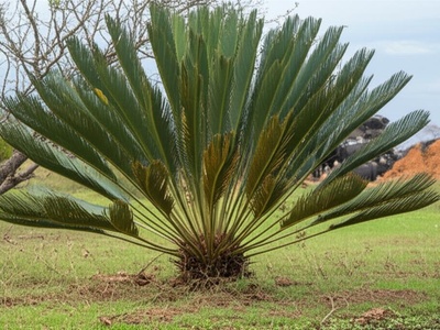 Equatorial Cycad
