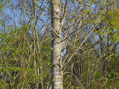 Erman's Birch