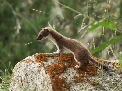 Ermine