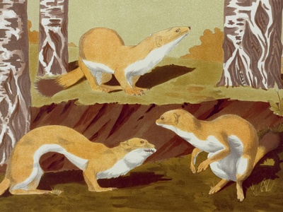 Ermine