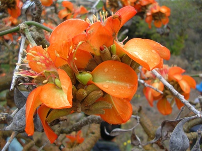 Erythrina schliebenii