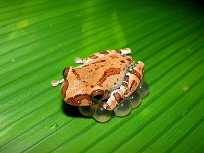 Ethiopian Banana Frog