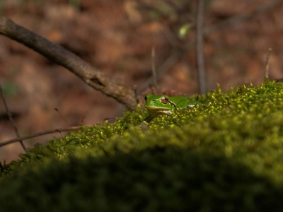 Ethiopian Highland Tree Frog