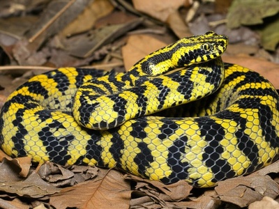 Ethiopian Mountain Adder