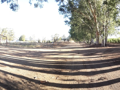 Eucalyptus (bluegum)