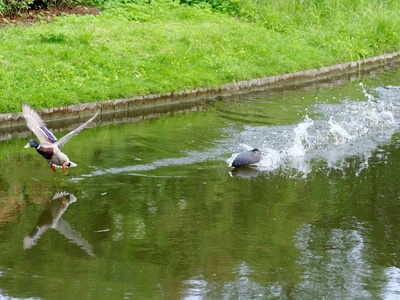 Eurasian coot