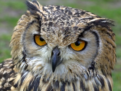 Eurasian Eagle-Owl