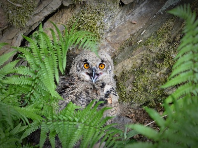 Eurasian Eagle-Owl