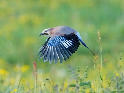 Eurasian jay
