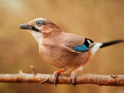 Eurasian Jay