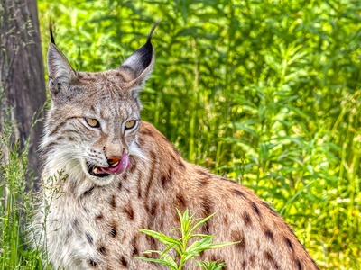 Eurasian lynx