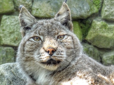 Eurasian Lynx
