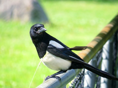 Eurasian magpie