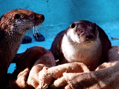 Eurasian Otter