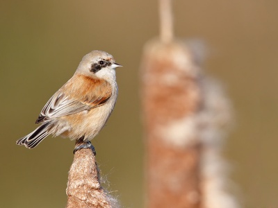 Eurasian Penduline-Tit