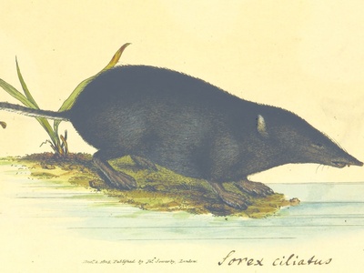 Eurasian Water Shrew