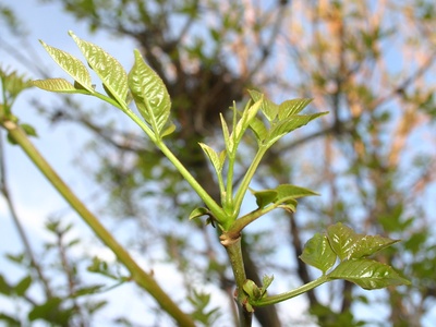 European ash