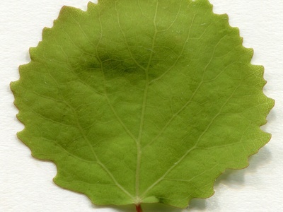 European aspen