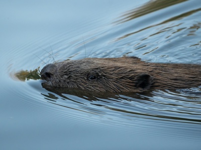 European beaver