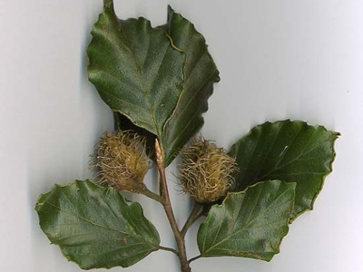 European beech
