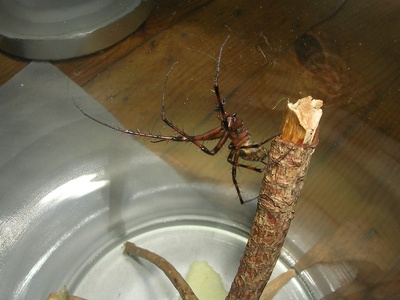 European Cave Spider