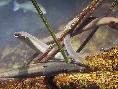 European eel