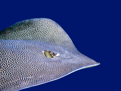 European flounder