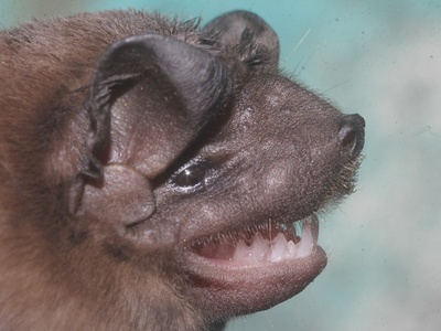 European Free-tailed Bat