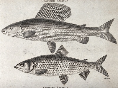 European grayling