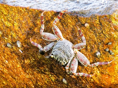 European green crab (Pacific populations)