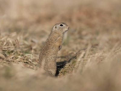European Ground Squirrel