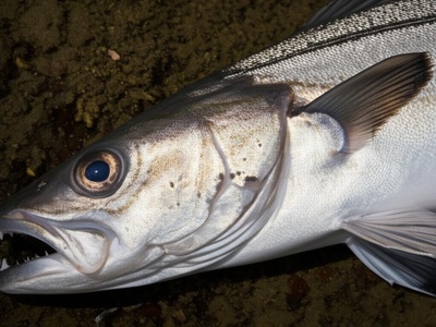 European hake