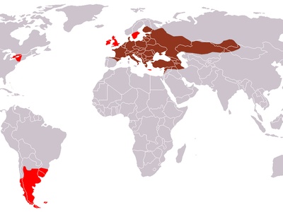 European Hare