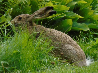 European hare