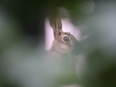 European Hare