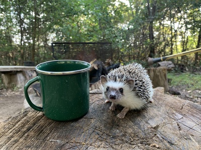 European Hedgehog