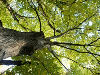 European hornbeam
