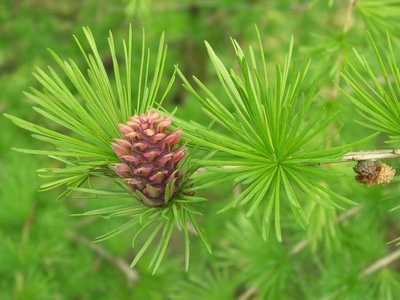 European larch